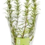 B BIO romarin plante (1pc)