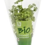 B BIO coriandre plante (1pc)