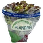 laitue feuille chêne rouge Flandri (1pc)