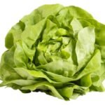 laitue de serre Flandria (1pc)