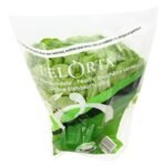 laitue feuille chêne verte 1pc