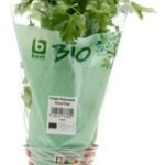 BONI BIO persil plat 1pc