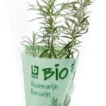 BONI BIO romarin plante 1pc
