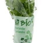 BONI BIO coriandre plante 1pc